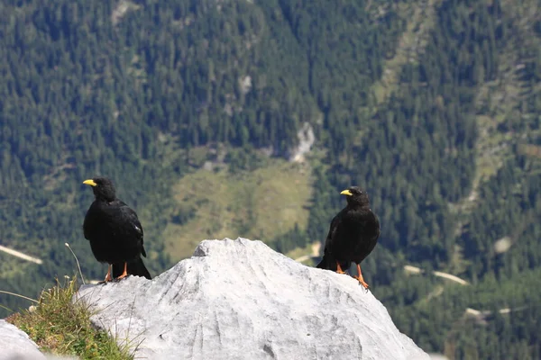 Austrian Crows Gli Uomini Neri — Foto Stock