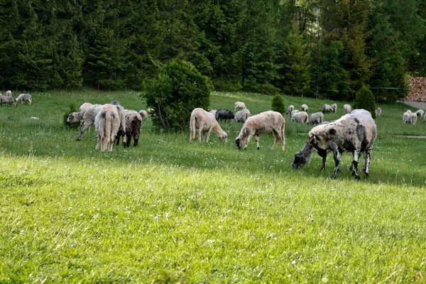 Gospodarstwie Wiele Domestycznych Zwierząt Naturze — Zdjęcie stockowe