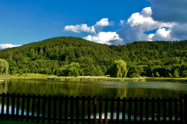 Natura Grande Foresta Albero Verde Cielo Blu Chiudi Bianchi — Foto Stock