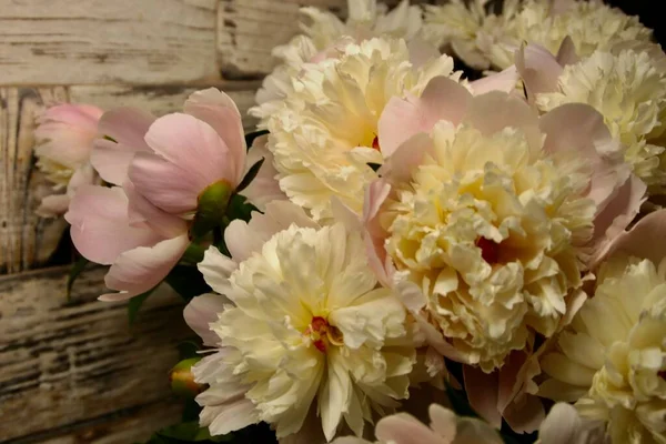 - Beyaz çiçekler. - Beyaz çiçekler. DOĞLU.