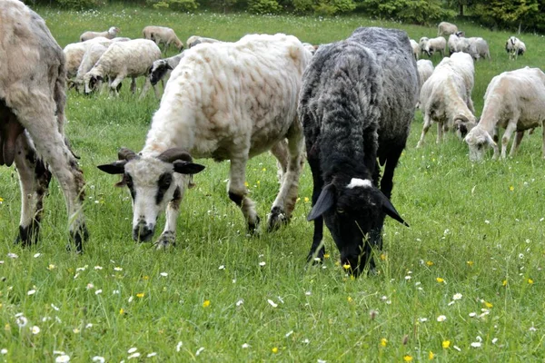 Пастухи Овцы Ферма Ферма Место Природы — стоковое фото