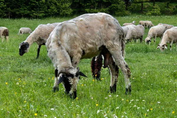 Пастухи Овцы Ферма Ферма Место Природы — стоковое фото