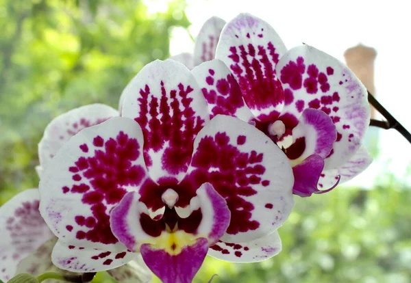 Çiçekçi dükkanında. ÇİÇEK ÇİÇEKLER. 