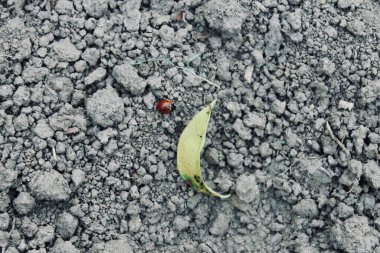 Zeminde karınca var. GARDEN.