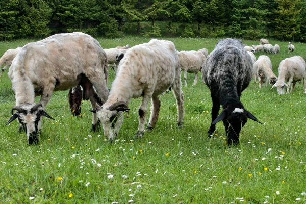Ферма Ферма Доместические Анималы Пастухи Ягнят Goats — стоковое фото