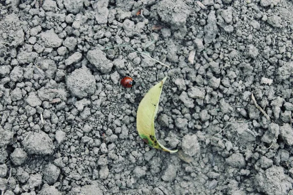 Zeminde karınca var. GARDEN.