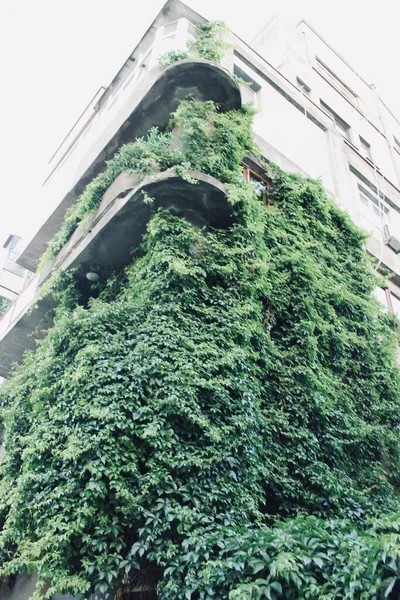 Facade Einem Gebäude Blätter Auf Dem Gebäude — Stockfoto