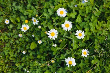 ÇİÇEKLER ÇİÇEKLERİ. ÇİÇEK ÇİÇEKLER.