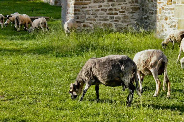 Ферма Ферма Пастухи Ягнят Goats — стоковое фото
