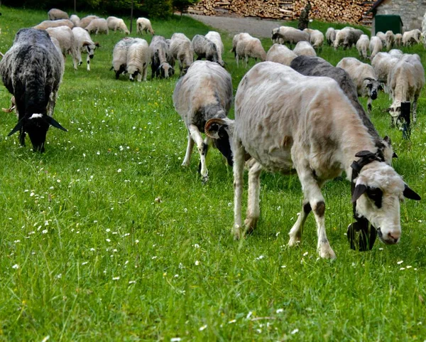 Ферма Ферма Доместические Жизни Козлята Пастухи Ламбы — стоковое фото
