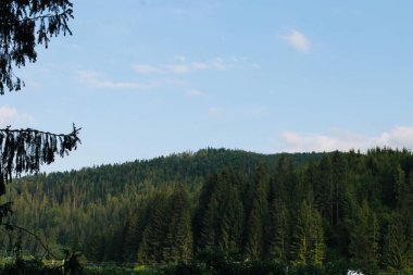 Doğanın kanunu. Yeşiller Toprakları 'na. Dinlenme zamanı..
