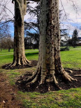 SEKOYA CALIFornia 'DA bunun gibi ağaçların olduğu doğal park. LANGA PARIS.