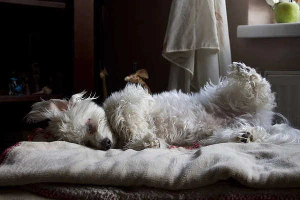 Άσπρο Κουταβάκι Domestic Dog — Φωτογραφία Αρχείου