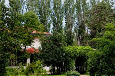 BOTANICAL GARDEN 'IN ortasında döşemesi olan rüya köşesi. DOĞLU.