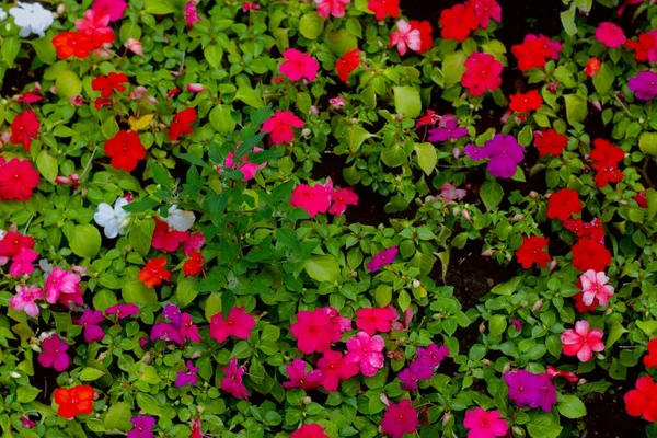 Çevrilmiş ve çiçek açmış, botanik bahçeler. DOĞLU.