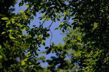 Çevrilmiş ve çiçek açmış, botanik bahçeler. DOĞLU.
