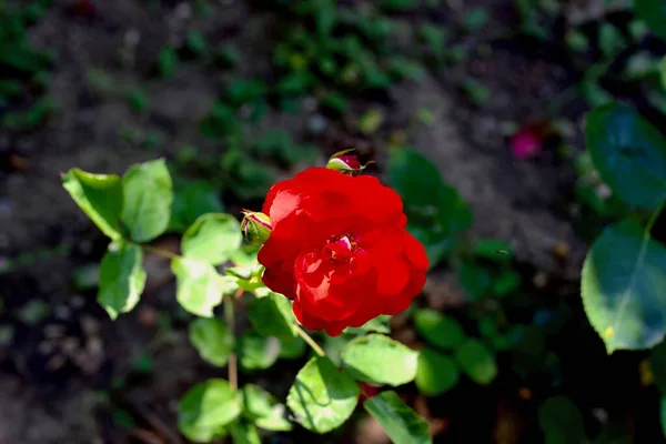 Çevrilmiş ve çiçek açmış, botanik bahçeler. DOĞLU.
