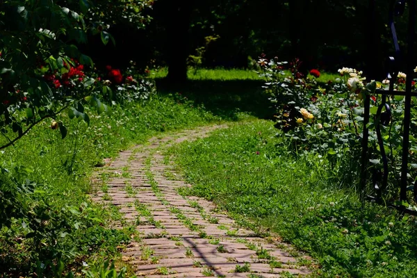 Çevrilmiş ve çiçek açmış, botanik bahçeler. DOĞLU.