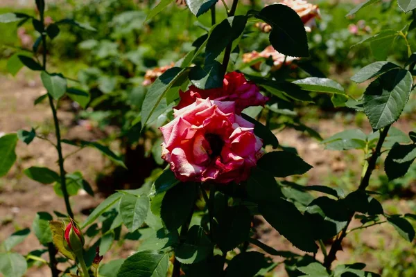 Çevrilmiş ve çiçek açmış, botanik bahçeler. DOĞLU.