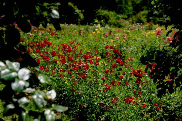 Inverted Flowered Botanical Garden Nature — Stock Photo, Image