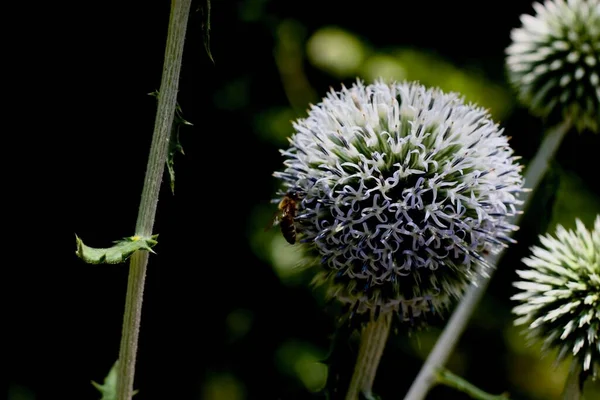 Çevrilmiş ve çiçek açmış, botanik bahçeler. DOĞLU.