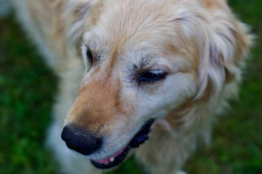 GERÇEK GİRİŞTİRMEZ. Evcil hayvan. PET.