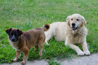 GERÇEK GİRİŞTİRMEZ. Evcil hayvan. PET.