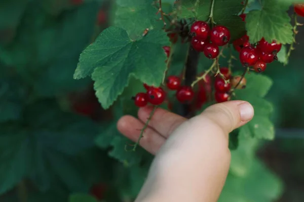 Red Currants Hand Nature — Stock Photo, Image