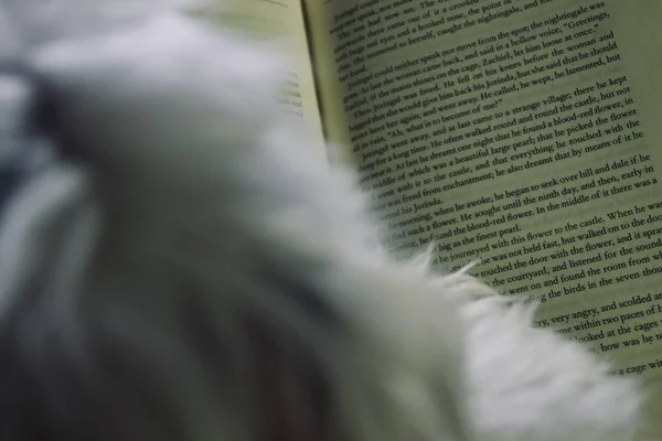 Black White Picture White Fluffy Puppy Reading Book Lifestyle — Stockfoto