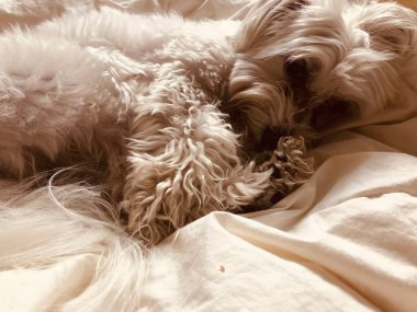 Evcil hayvan. BICHON HAVANEZ. BEYAZ BÖLGESİ.