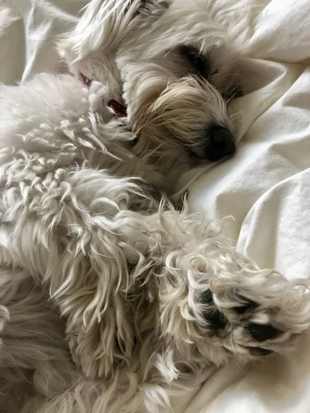 Lifestyle Aesthetic Picture Fluffy White Puppy Sleeping Lba Bed Bouquet — Fotografie, imagine de stoc