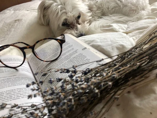 Estetik bir resim mi? YAŞIK. Rahatla biraz. Kitap. LAVENDER. Gözlüklü..