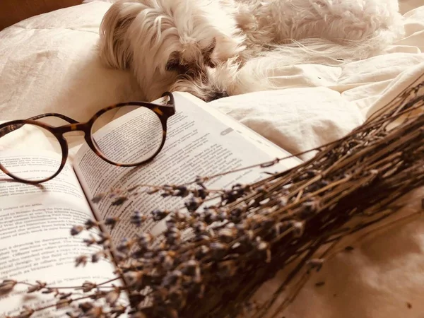 Aesthetic Picture Lifestyle Relax Book Lavender Glasses — Φωτογραφία Αρχείου