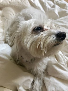 YAŞIK. Estetik bir resim mi? Evcil hayvan. BICHON HAVANESİ.