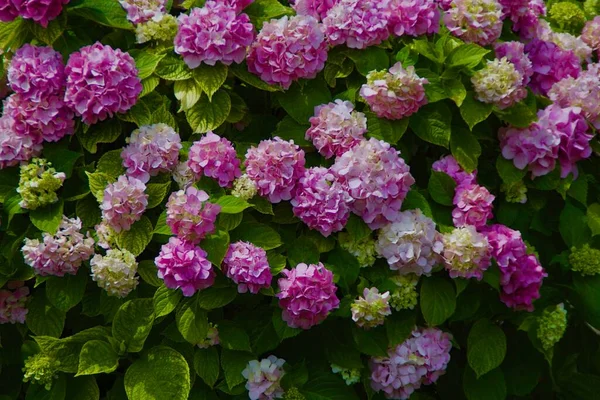 Botanik Bahçesi 'nde. Bir sürü rengarenk çiçekleri var. Yapraklar ve Yeşiller.