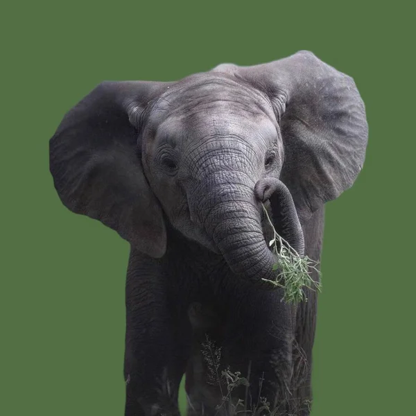Lifestyle Elephant Large Animal Colored Background — Fotografia de Stock