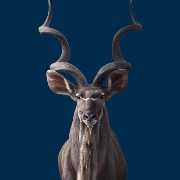 Lifestyle Deer Mountain Animal Colored Background — Stockfoto