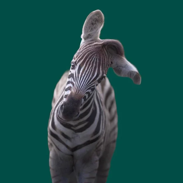 Lifestyle Zebra Safari Animal Colored Background — Photo
