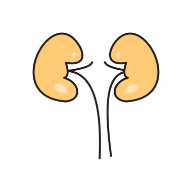 Şeffaf bir arkaplanda böbrek vektör çizimi. Konsept ve grafik tasarım için vektör çizgisi düz simgesi..
