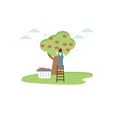 Çiftçi ağaçtan meyve topluyor..