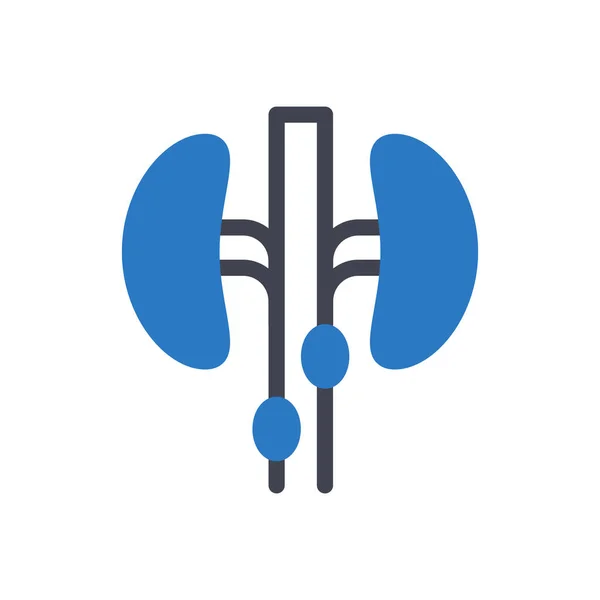 Kidney Vector Illustration Transparent Background Premium Quality Symbols Glyphs Icon — Stock Vector