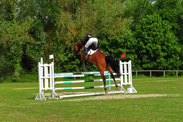 HORSE JUMPING SHOW: Cavalos de Salto em COQUINHOS