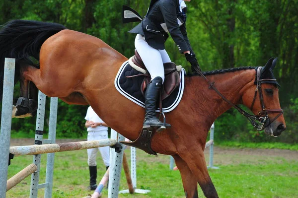 show jumping in a horse show