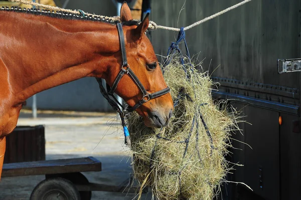 horse in the stable