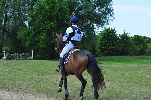 horse and rider on a horse show