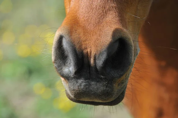 close up of a brown head of a horse