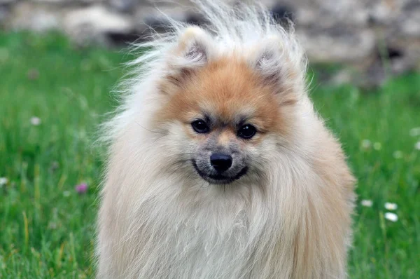small dog breed Spitz on the green graqq