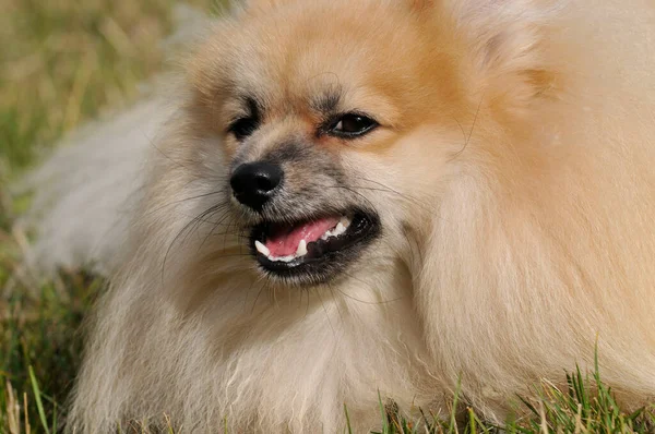 beautiful small dog breed Spitz