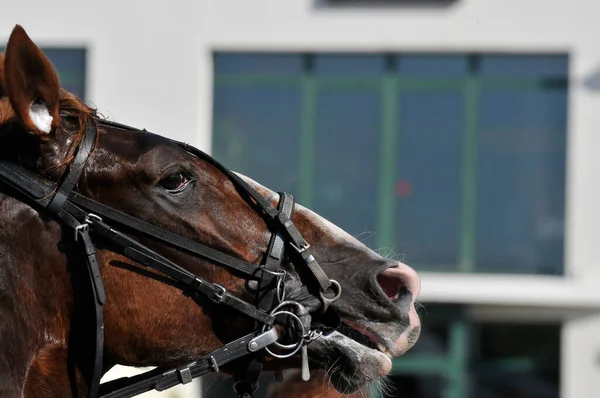 horse head with a bag in the stable. close-up.