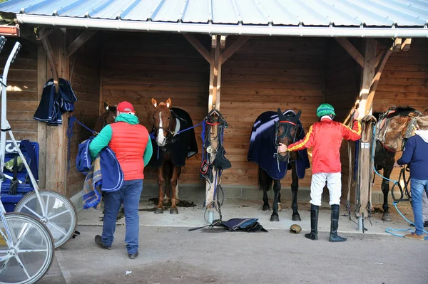 racehorses after competiton with his trainer in stables